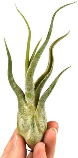 Tillandsia Caput Medusae