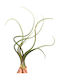 Tillandsia Baileyii