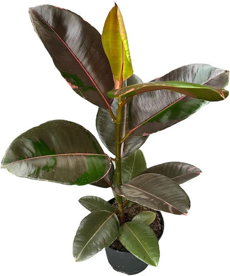 Ficus Elastica Розов Камуфлаж XL