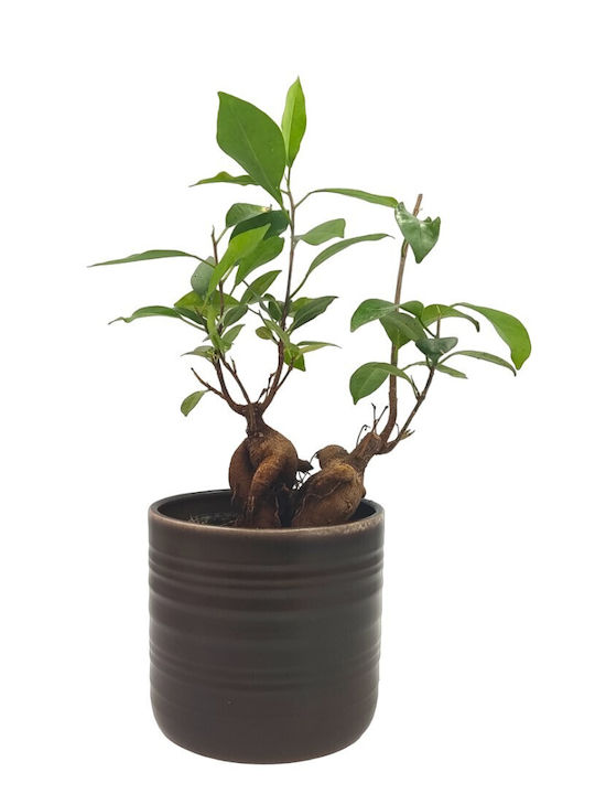 Σύνθεση Ficus Bonsai Κεραμικό Κασπώ Dark-oak