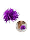 ecarla Pin Violet