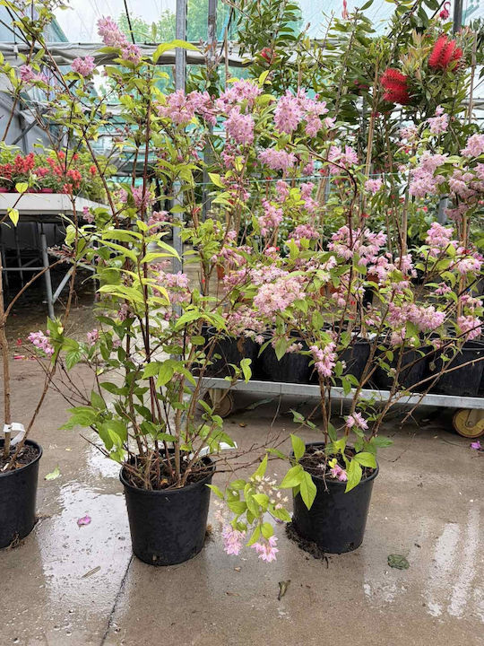 Δεύτσια Deutzia Hybrida Strawberry Fields Xl Δεύτσια Deutzia Hybrida Strawberry Fields Xl