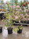Deutzia Hybrida Strawberry Fields XL