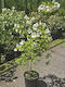 Philadelphus Belle Etoile Duftender XL Pflanzen