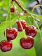 Κερασιά Regina – Prunus Avium 15 Εκ