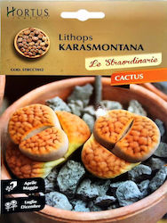 Primasem Σπόροι Κάκτος