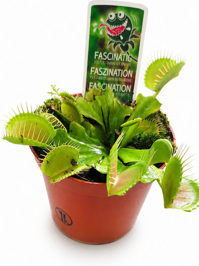 Carnivorous Plant Dionaea Muscipula 9cm