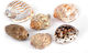 Muscheln Muschelschalen 15 Designs 4,5x8cm Pro Packung 12 Stück