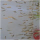 Guppy Mix 0.5-1cm Γόνος 10τεμ