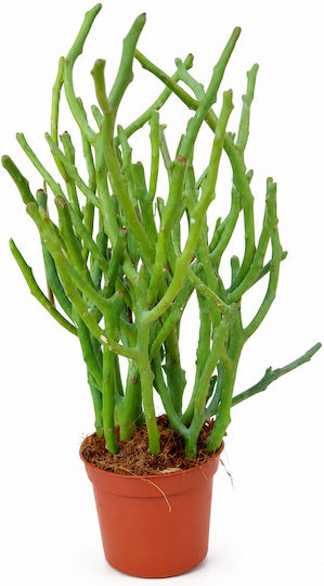 Μολυβοδενδρο Ινδικη Ευφορβια Euphorbia Tirucalli 8 X 23 Milvaflowers Μολυβοδενδρο Ινδικη Ευφορβια Euphorbia Tirucalli 8 X 23 Milvaflowers