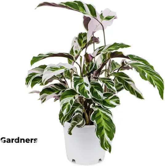 Calathea Fusion Albă