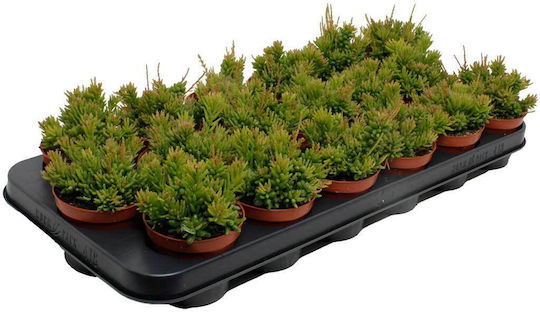 Rhipsalis Mesembryanthemoides 8.5cm Rhipsalis Mesembryanthemoides 8.5cm