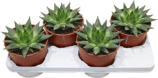 Aloe Polyphylla 17cm Aloe Polyphylla 17cm