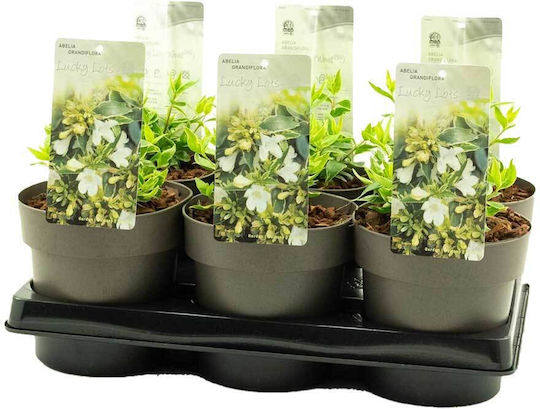 Abelia Lucky Lots 15cm