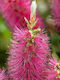 Callistemon 'beezle Buzz' 3lt