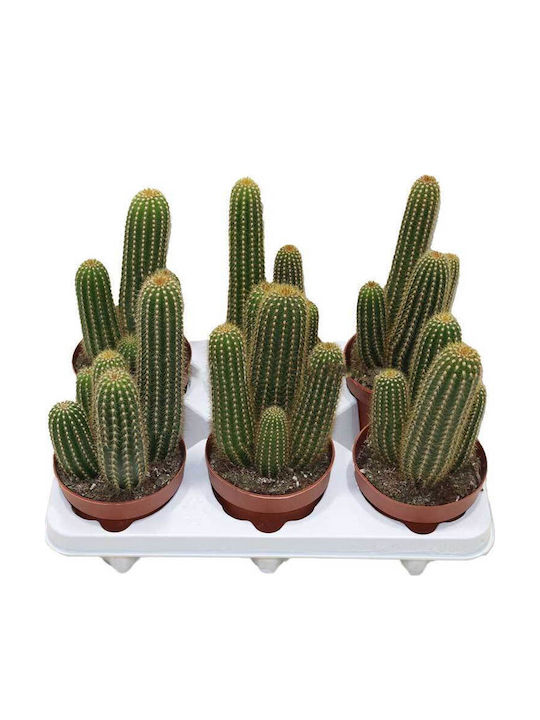 Trichocereus Huascha 12cm Trichocereus Huascha 12cm