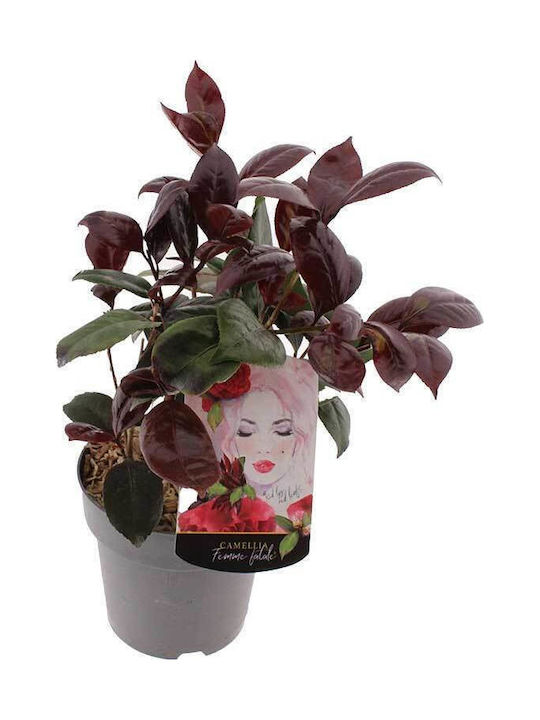 Camellia 'femme Fatale' 15cm Camellia 'femme Fatale' 15cm