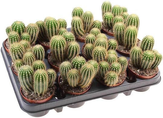 Trichocereus Spachianus 8.5см Trichocereus Spachianus 8.5см