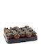 Lithops Bromfieldii 5.5cm