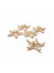 Set 5 Pieces Natural Dried White Starfish 10-12cm
