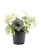 Epipremnum 'snow Leopard' 12cm