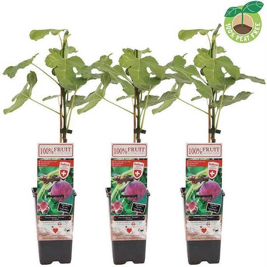 Ficus Gustissimo Perretta 15см