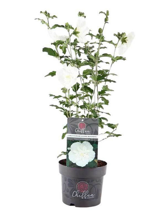 Hibiscus 'white Chiffon' 19cm Hibiscus 'white Chiffon' 19cm