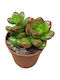Sedum Lucidum 5.5cm