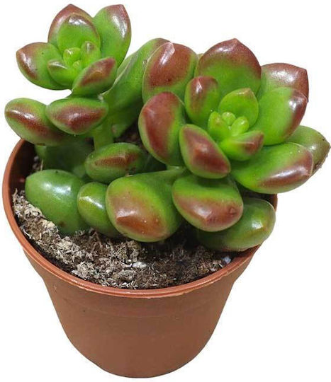 Sedum Lucidum 5.5cm