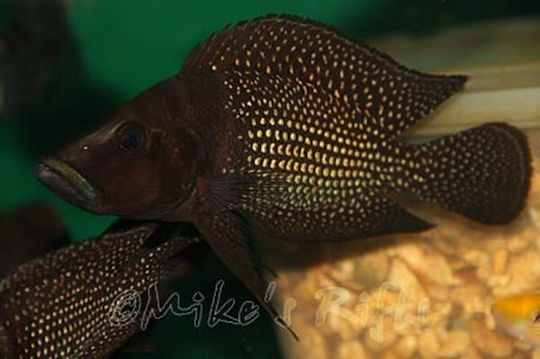 Altolamprologus Calvus Schwarz Pectoral Congo Lupota 3-4cm