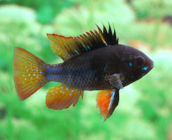 Pești de Acvariu Vii Mikrogeophagus Ramirezi American Cichlids Negri