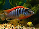 Labidochromis Sp.hongi Sweden 3-4cm