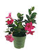 Doppelleitende Mandevilla Dipladenia Sundaville Rosa