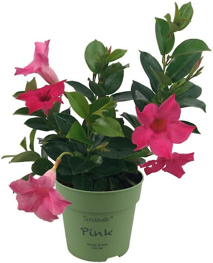 Doppelleitende Mandevilla Dipladenia Sundaville Rosa Doppelleitende Mandevilla Dipladenia Sundaville Rosa