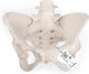 Manechin De Schelet Pelvis Feminin 1019864
