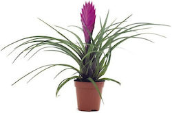 Aquaflora Tillandsia Mix Pt
