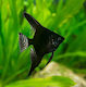 Pterophyllum Scalare Black 5-7cm