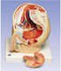 3b Scientific Internal Organs Medical Training Manikin