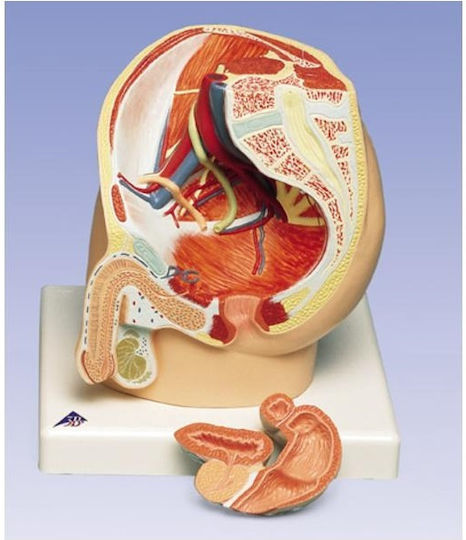 3b Scientific Internal Organs Medical Training Manikin