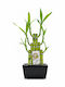 Lucky Bamboo Συνθεση Μαυρο Κεραμικο Κασπώ Π13 X Μ5 Χ Υ25cm Milvaflowers