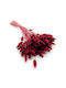 Dried Lagurus Bunny Tail Grass Burgundy
