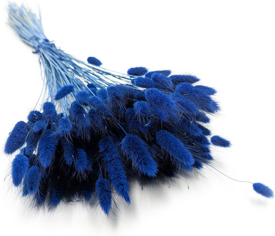 Dried Lagurus Bunny Tail Grass Dark Blue