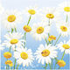 Paper Napkins Spring Flowers Meadow Daisies Birthday 33x33cm 20pcs