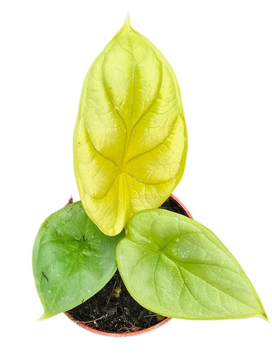 Αλοκάσια Alocasia Dragon Gold Αλοκάσια Alocasia Dragon Gold