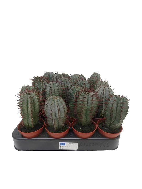 Euphorbia Horrida Var Striata 5.5cm