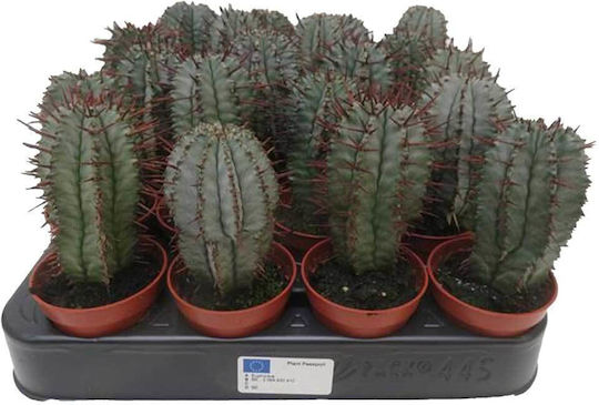 Euphorbia Horrida Var Striata 5.5cm