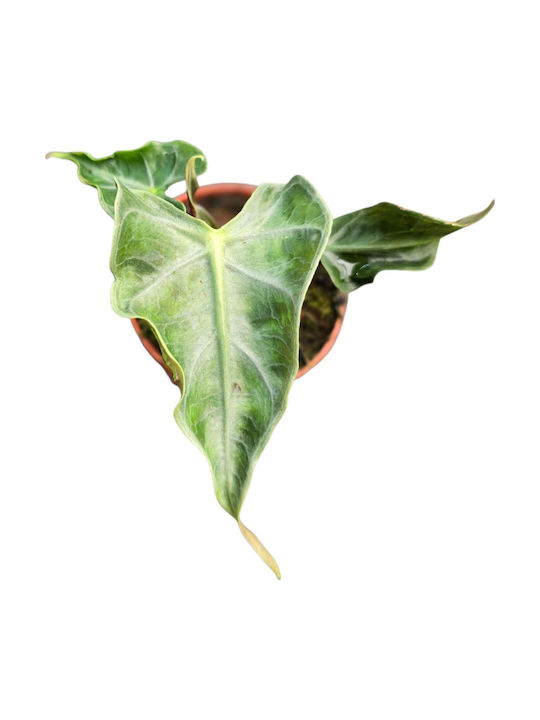 Αλοκάσια Alocasia Loco Αλοκάσια Alocasia Loco