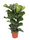 Ficus Lyrata 27cm