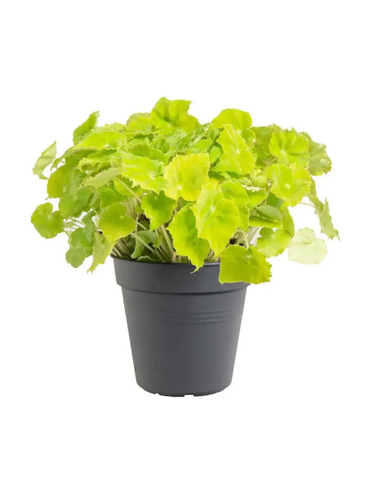 Βιγόνια Begonia Beleaf Lima Love Βιγόνια Begonia Beleaf Lima Love