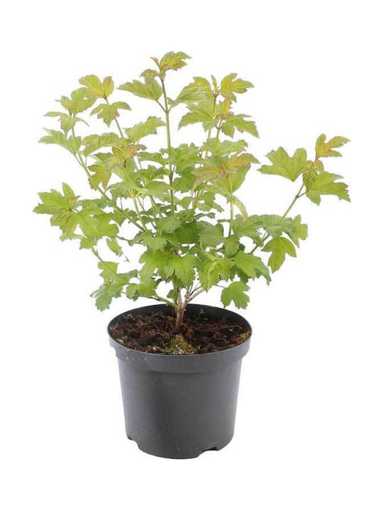 Viburnum Opulus 'roseum' 3lt Viburnum Opulus 'roseum' 3lt